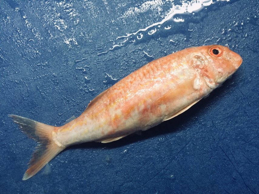 Local Red Mullet are recommended as a sustainable choice. These jewels are highly sought after so call us tonight to reserve yours... #recommended #redmullet #localfish #devon #cornwall #seafood #wetfish #ingredients #fish #menu #cheflife #brighteyes