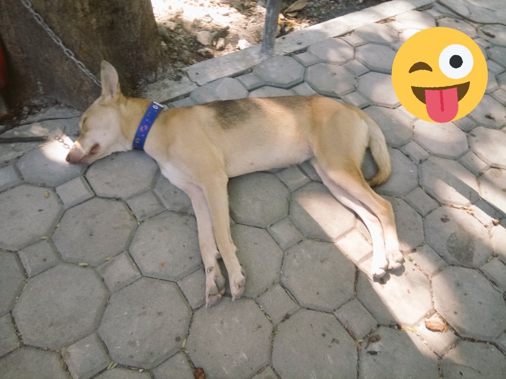 Aritdit's tweet photo. This is what I've been doing for the past months 😴 https://t.co/GfN4mcwbnH