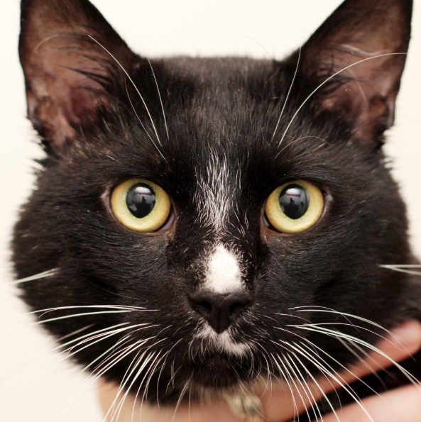 engage_rwu's tweet photo. Here’s a special shoutout to The Potter League, one of our partners! They are an open admission animal shelter in Middletown, Rhode Island that receives approximately 2,000 animals per year! If you’re looking for a new furry friend in your life be sure to check out their website! https://t.co/RvhqUte5MB