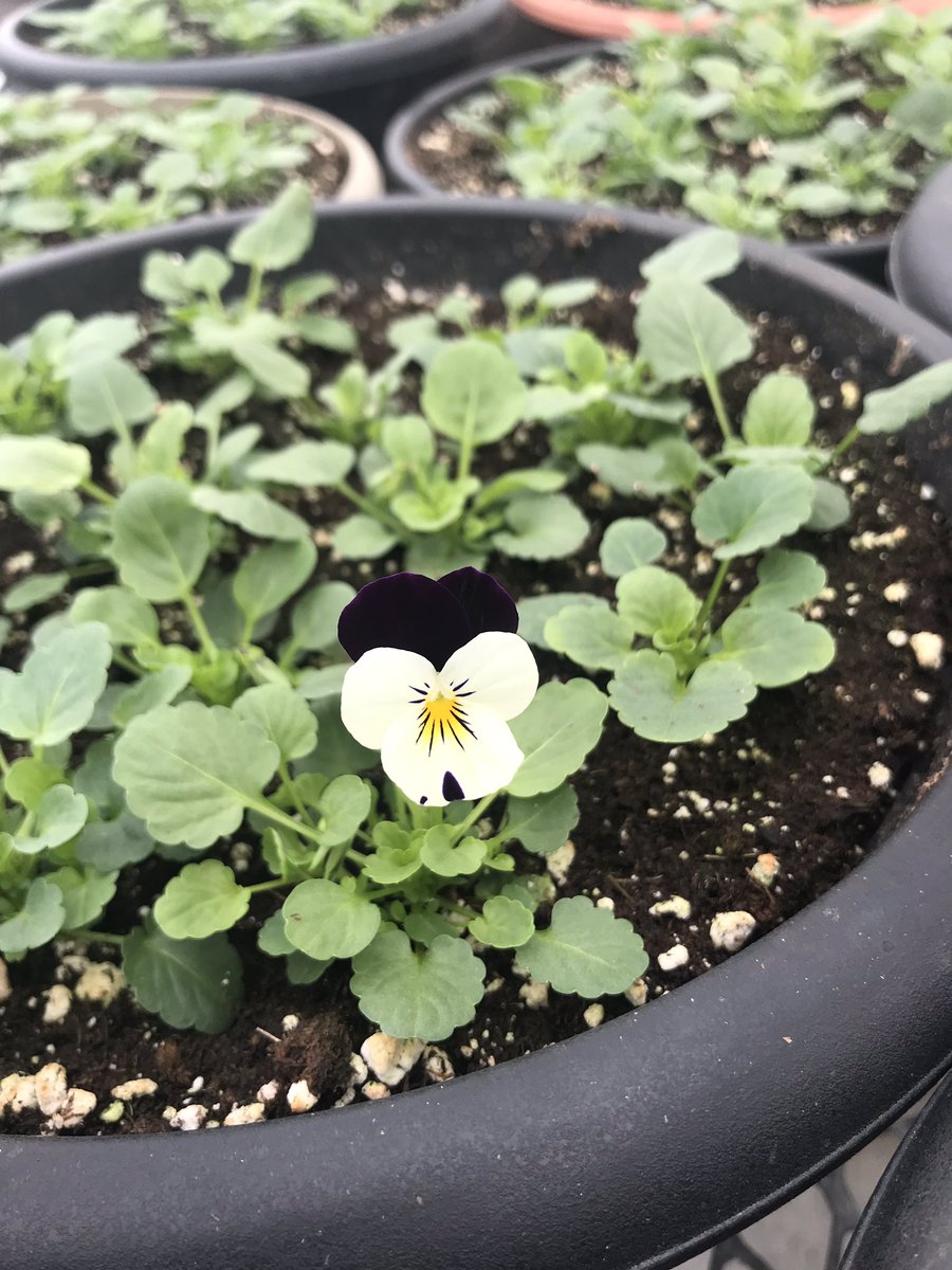 First bloom of 2019!  Lots more to come