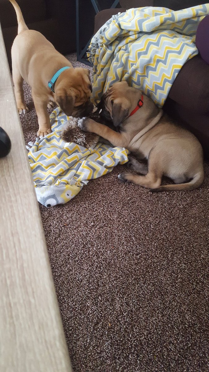 InkedBush's tweet image. Frank and Nova #MaxSecurity #Bullmastiff