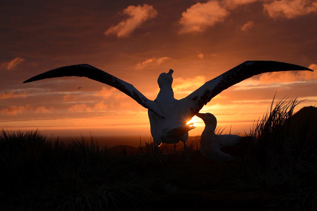 This year the Albatross Task Force is following the lives of four albatross species breeding on Bird Island, South Georgia - help us name our albatross stars! bit.ly/2UkJegb #AlbatrossStories