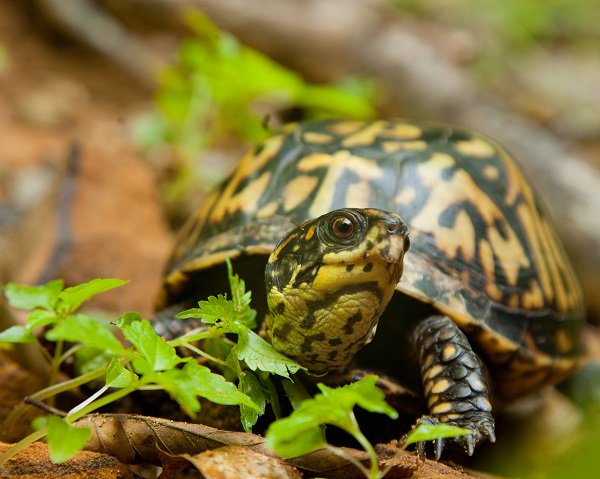 OhioDivWildlife's tweet photo. #BornWildStayWild Why We Should Not Pick Up Turtles. Unfortunately, people sometimes try to take in wild animals as pets, and turtles are far too often captured and taken from their natural habitat: https://t.co/f1ghBET2a2 #wildohio #staywild #wildturtles #boxturtle https://t.co/qrZm5Ma7cU