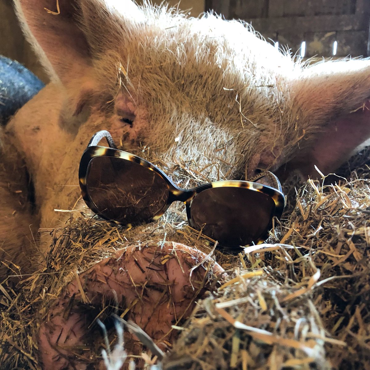 ThePigPreserve's tweet photo. When you stay up too late watching Netflix... #ImAwakeISwear 🐷💤 https://t.co/Ug1cfyikup