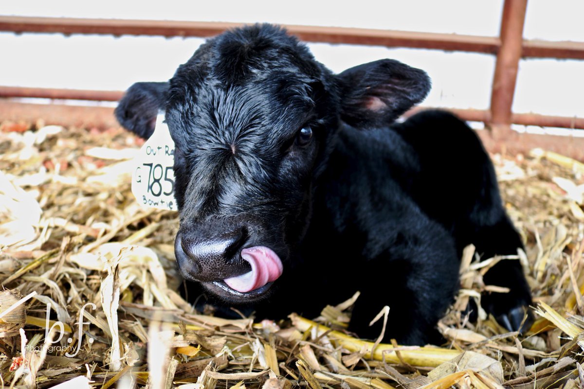 LieneticsRanch's tweet photo. Suns out, tongues out 👅 
It may only get up to 20 degrees today but we are happy that the sun is shining and we are 70% done with calving season
.
.
#LNTCS #lieneticsranch #calvingseason #angus #cowsofinstagram #certifiedangusbeef https://t.co/kPTOZQEysY