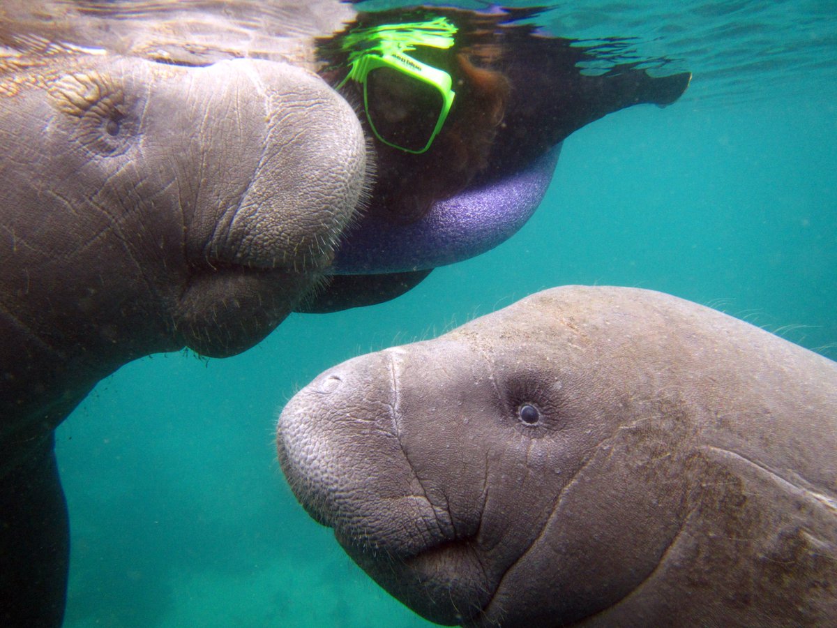 It's going to get cold, which makes for awesome manatee encounter. Visit us online at Riverventures.com  and make memories that will last a lifetime!!  #warmwaters #manatees
