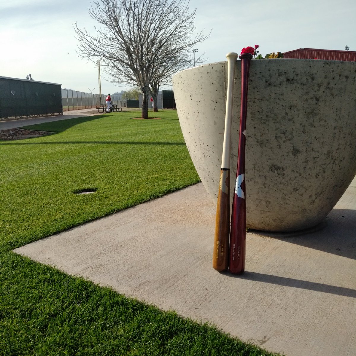 SamBatCorp's tweet image. Soaking up the sun!  #custombat #maplebat #woodbat #ST19 #Baseball