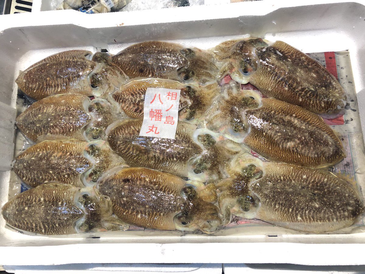 ট ইট র 博多の魚屋さん おぎはら鮮魚店 本日活きが良いコウイカがお買い得です O 是非刺身や天ぷらででどうぞ O O コウイカ 甲イカ イカ 刺身 天ぷら 鮨 お取り寄せ 相島 仕入れ 飲食店 割烹 ホテル 寿司屋 和食 グルメ 博多の魚屋
