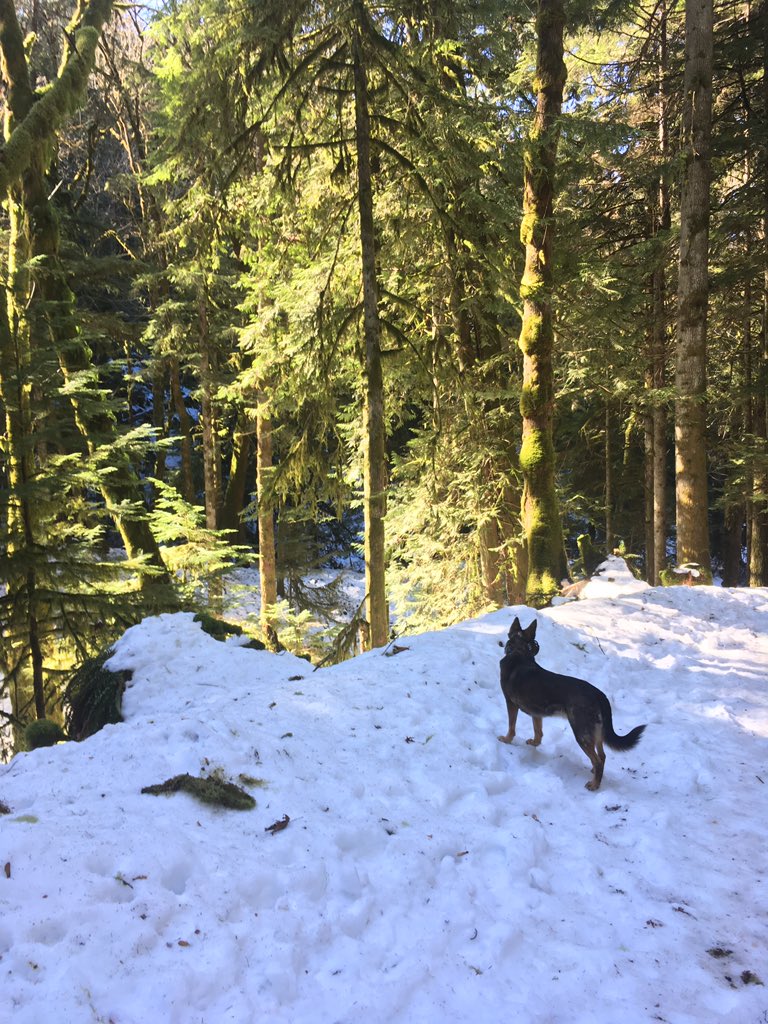 TimelyDottie's tweet photo. #dogwalking #hikingadventures #lifeisgood #livingthedream https://t.co/FMnhSxdJMt