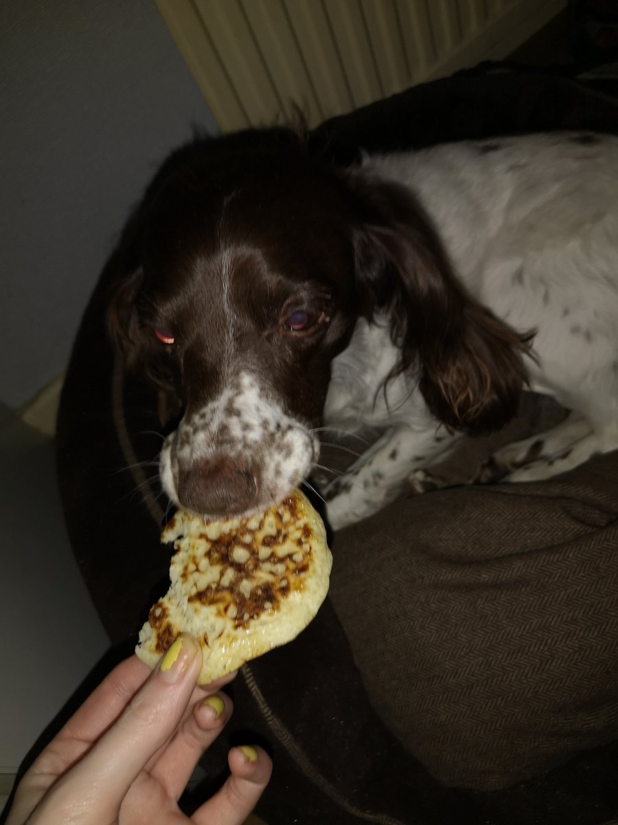 JesticalJesy's tweet photo. Puppy pancakes 😍🐕🐶 https://t.co/HyOMEx3OyP