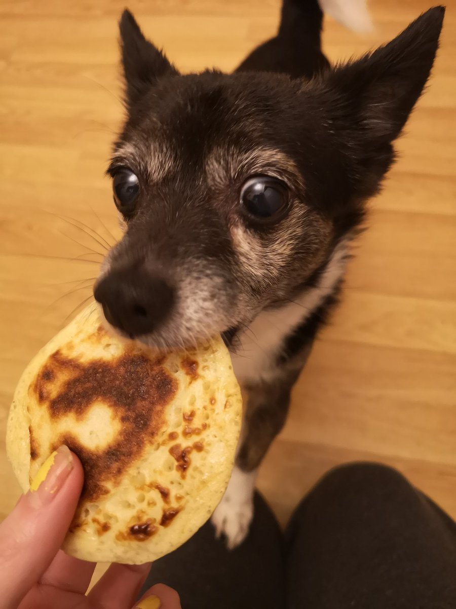JesticalJesy's tweet photo. Puppy pancakes 😍🐕🐶 https://t.co/HyOMEx3OyP