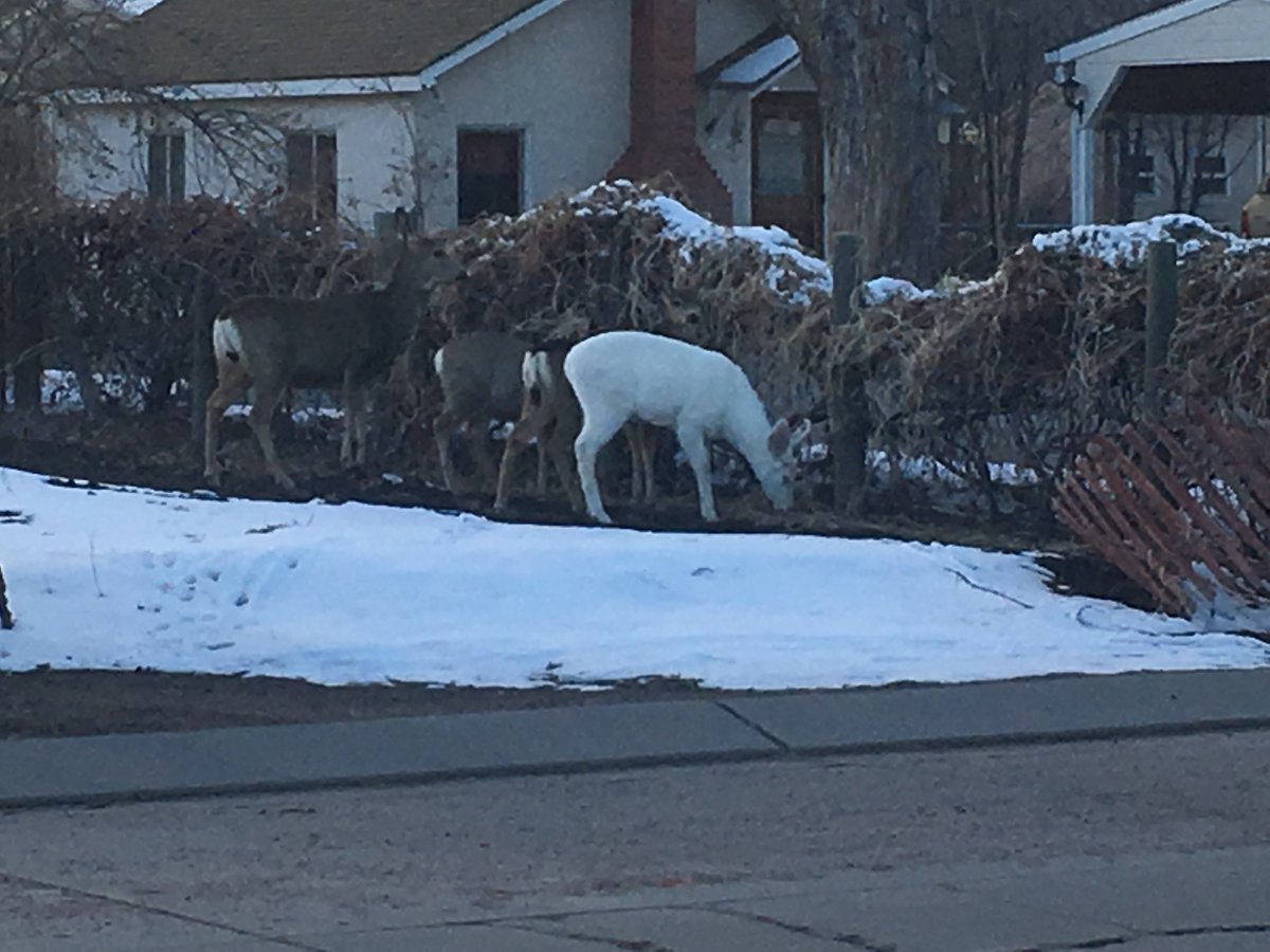 BartComms719's tweet photo. Wow.  Literally minutes after Dan Beedie reported on his *unsuccessful* search for the albino deer in Canon City today... look who walks right up to their location?  #LiveTVfail https://t.co/vxDLG2ryCo