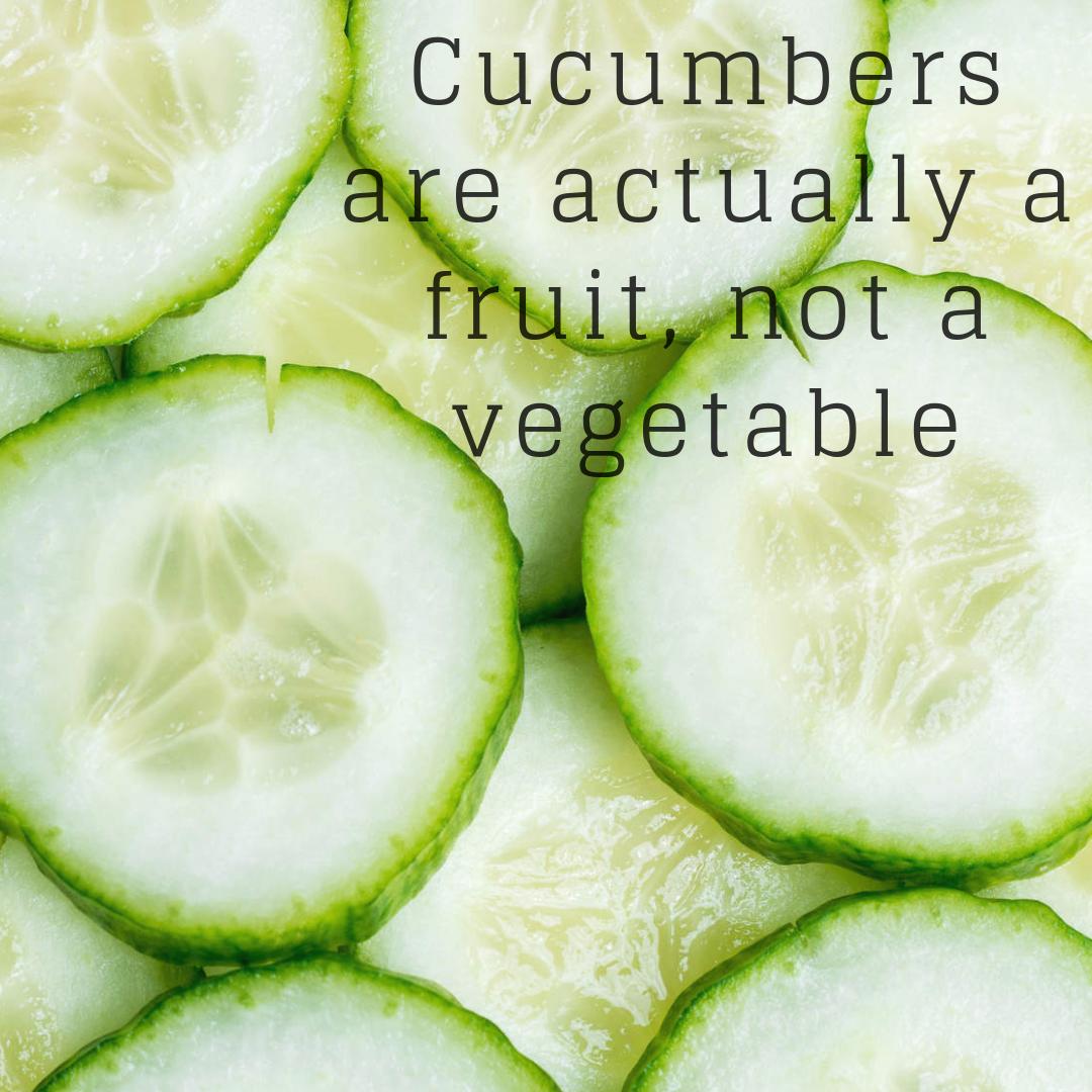 mygroguru's tweet photo. Fact of the day: #cucumbers 🥒 is anyone else OBSESSED with cucumbers in their water?! A few of these mixed with a couple lemons is a match made in heaven! 👼🏼👼🏼 #funfacts #factoftheday #green #organic #soilhealth #goodeats #water #fruit #farmers #growers #groguru #healthy https://t.co/lFo0lcEZzj