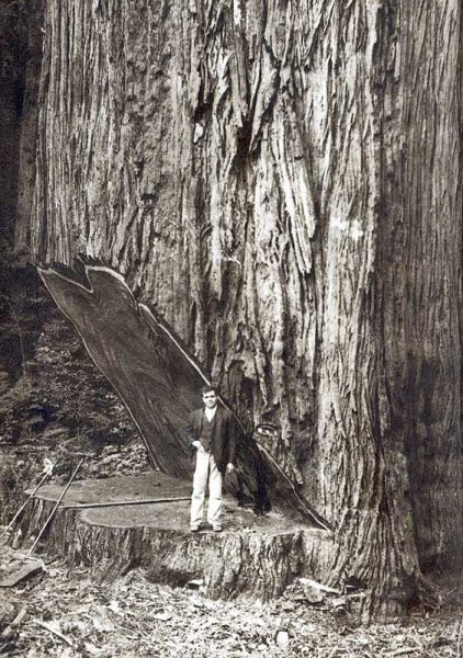 Timber harvesting quickly became the top manufacturing industry in the west The size of the huge trees made them prized timber, as redwood became known for its durability and workability. By 1853, nine sawmills were at work in Eureka. (curtesy of the U.S. National Park Service)