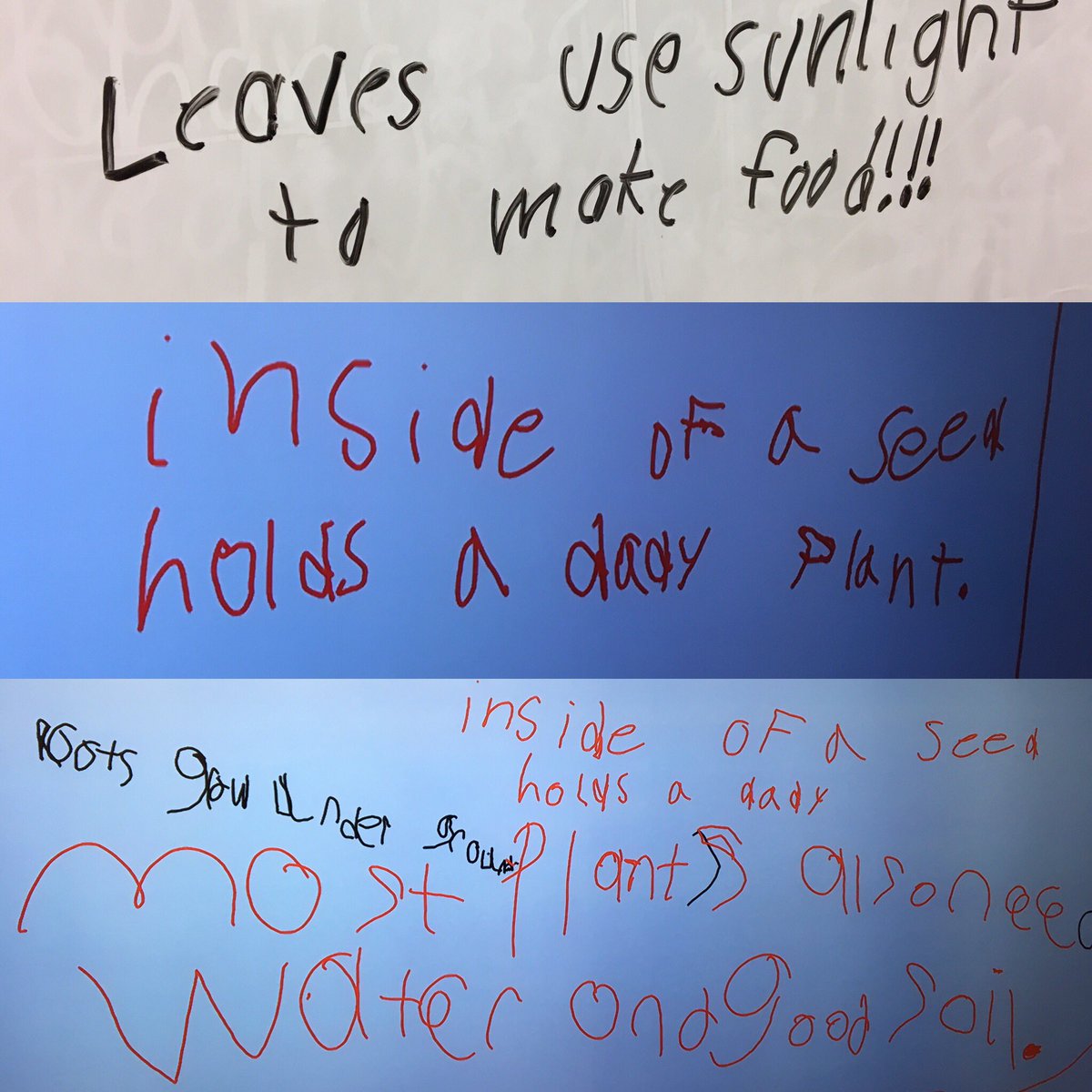 MsRosie_library's tweet image. First grade studied about plants today and used @ozobot to discover the parts of a plant. #research #libraryskills #somuchbetterwithrobots #robots #literacy #makerspace #buildchallenge #firstgrade