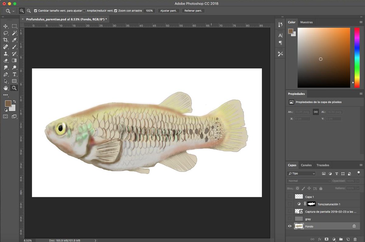 camilo_julianc's tweet photo. Magst du #Killifische? Do you like #Killifish?. This is Profundulus parentiae a recently species described in @ASIHCopeia. I´ll draw all mexican species of Profundulidae and I´ll publish very soon. #SciArt #sketches #scientificillustration #SciArtTweetstorm https://t.co/Rtf7EoNmqN