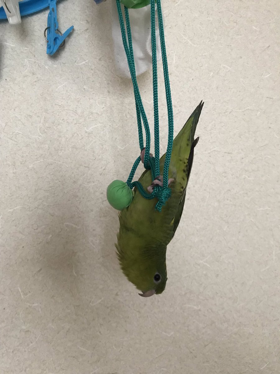 midori_____chan's tweet photo. 山口県山口市小郡  鳥  グリーン 緑色 みどり サザナミインコ  
行方不明 迷子 https://t.co/GHG7jkK06O