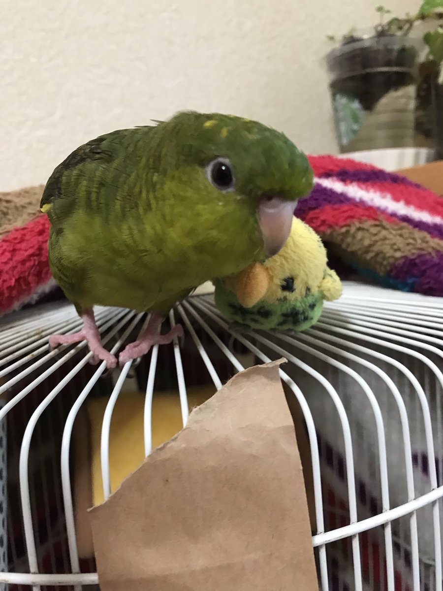 midori_____chan's tweet photo. 山口県山口市小郡  鳥  グリーン 緑色 みどり サザナミインコ  
行方不明 迷子 https://t.co/GHG7jkK06O