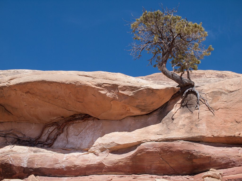 WanderTheWild's tweet photo. In the next few days, I'll share a few of the nature images that caught my eye while reviewing my 10+ year history on Flickr.

Pinyon pine on slickrock, @CanyonlandsNPS, Utah

#NationalPark #naturephoto https://t.co/hgxZxbhNdk