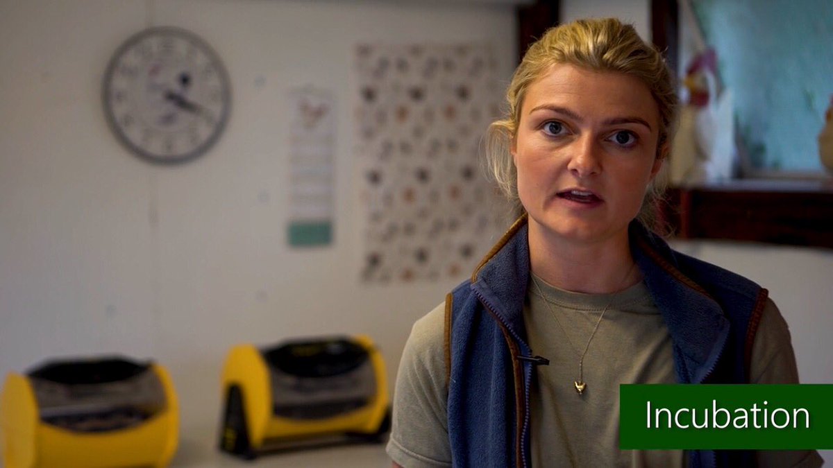 5️⃣ days to go❣️ (Excuse the serious face 🤪) 🐔🐥🐣 #Chickens #Bantams #eggs #hatching #incubators #poultry #hens #cockerels #burygreenpoultry