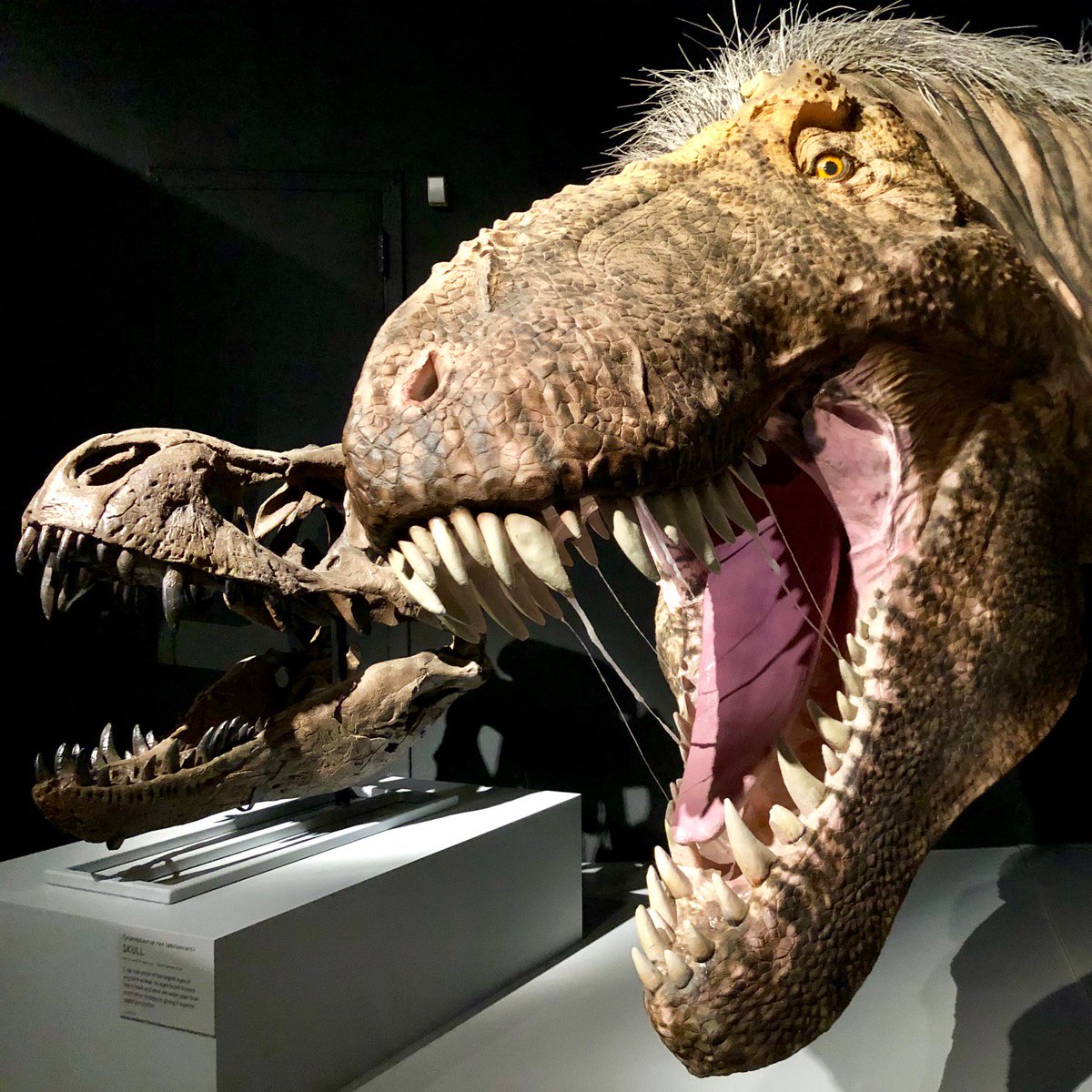 t rex crocs