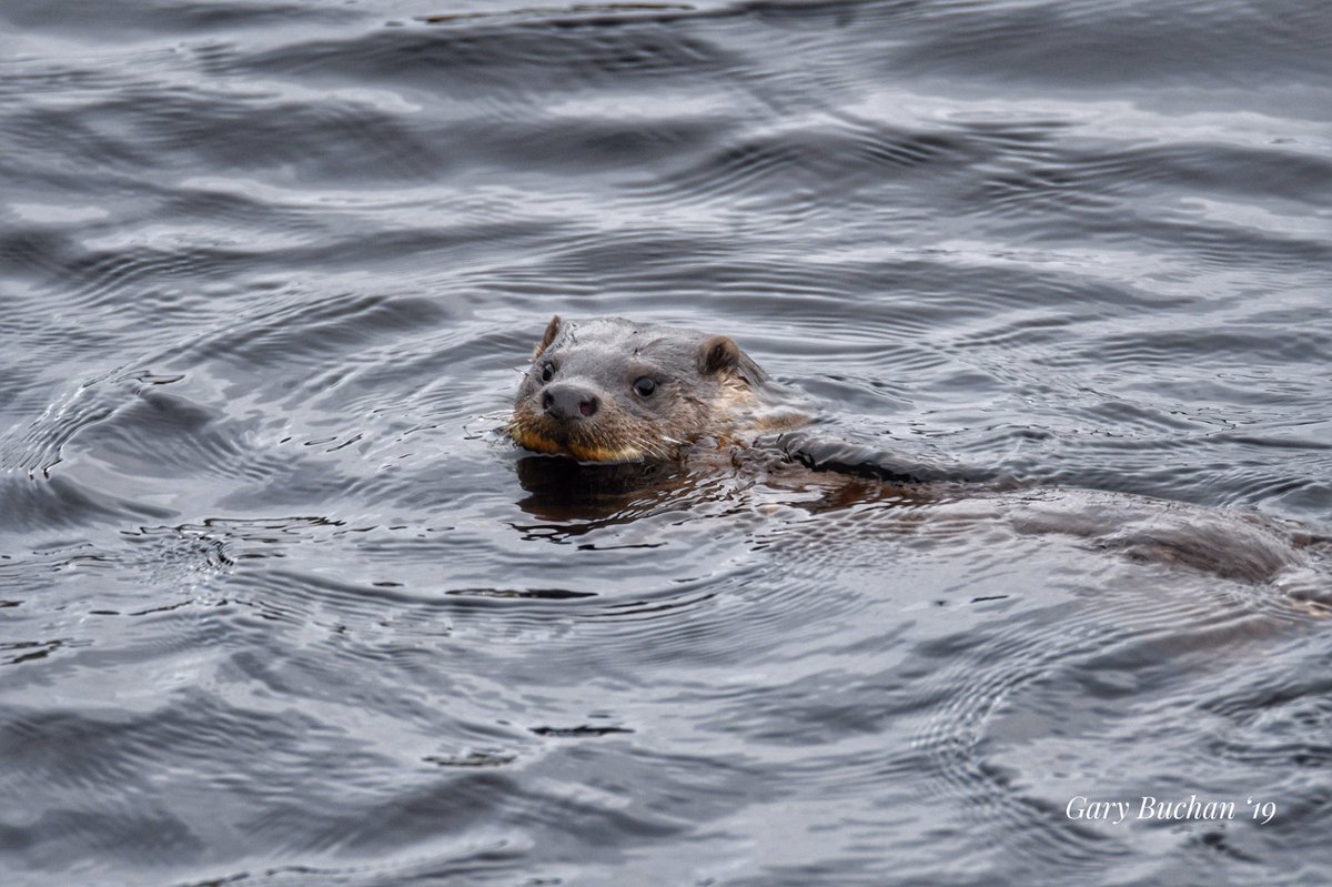 RT @gazb159: Oh....I missed.....but got you in the end. @PromoteShetland @ShetlandLifeMag @mammals_uk @wildlife_uk @WildlifeMag @WildExposureTV #Shetland #SEA #Wildlife #NaturePhotography #natureaddict