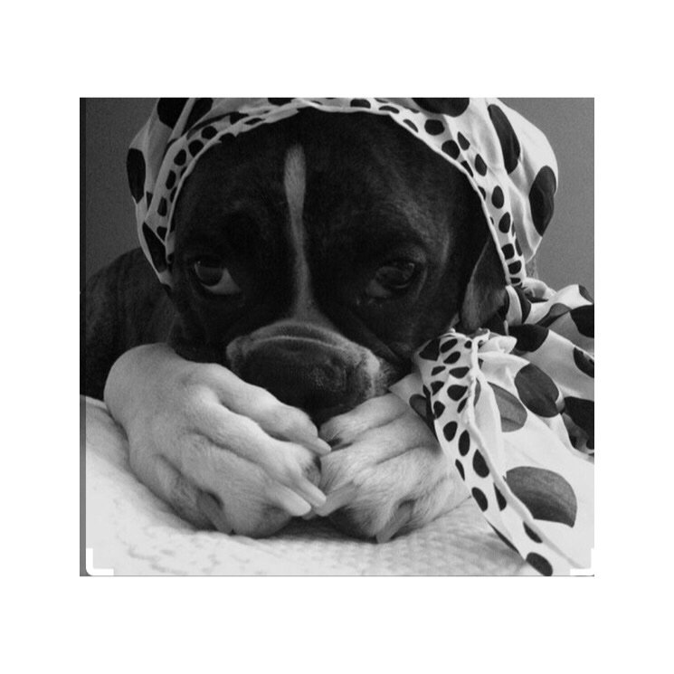 bark_ball's tweet photo. How lucky are we to have been donated this Raffle Prize ... A personal Reading by Cara .The Psychic to the Stars 🌟 https://t.co/m5zZVhuo0X