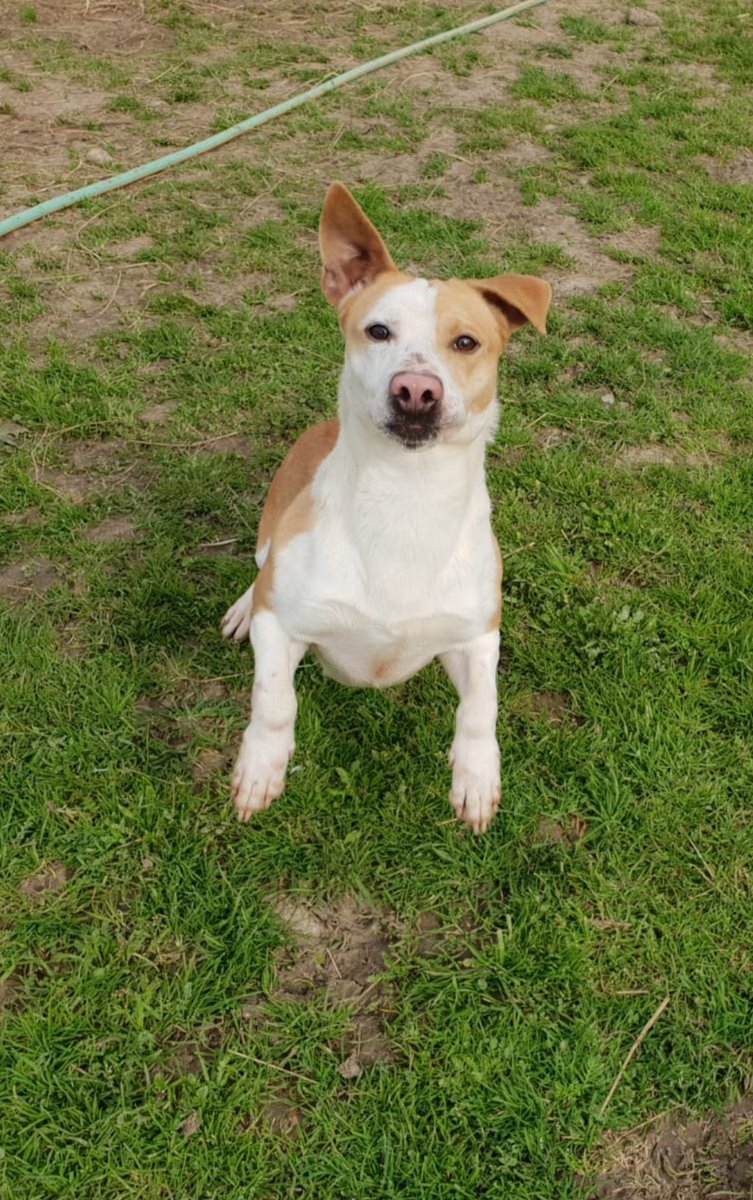 Hola soy Thor! Aún no me había presentado por aquí. Soy pequeñito y busco una familia que me cuide para siempre. ¿Quieres llevarme? Contacta con adoptasospitbull@gmail.com
#adopta