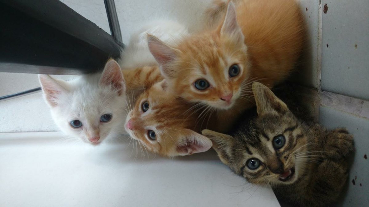 N_Carvalheira's tweet photo. Resgatei cinco filhotes de gatinhos, abandonados na rua em que moro.

Alguém do Rio de Janeiro quer adotar algum?

Moro no Recreio dos Bandeirantes, no Rio.

Contatos por DM. 

Estão alimentados e saudáveis.

 Moedas de troca: Um grande abraço e um obrigado.

Ajudem com RTs. https://t.co/uDubGNsgpl
