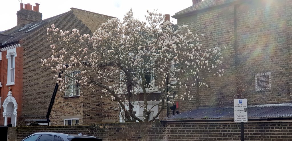 Gorgeous magnolia on the site of  @WilliamWilberforce's old house @nnbattersea @LoveBattersea1