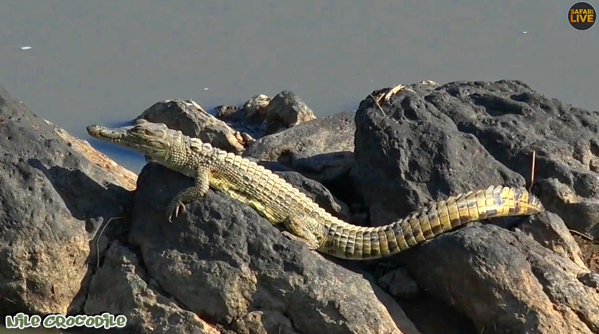 Annimal_Lover's tweet photo. This little Nile Crocodile is just so darn cute... #AnimalPosing #safarilive https://t.co/RTjlvZhcKQ