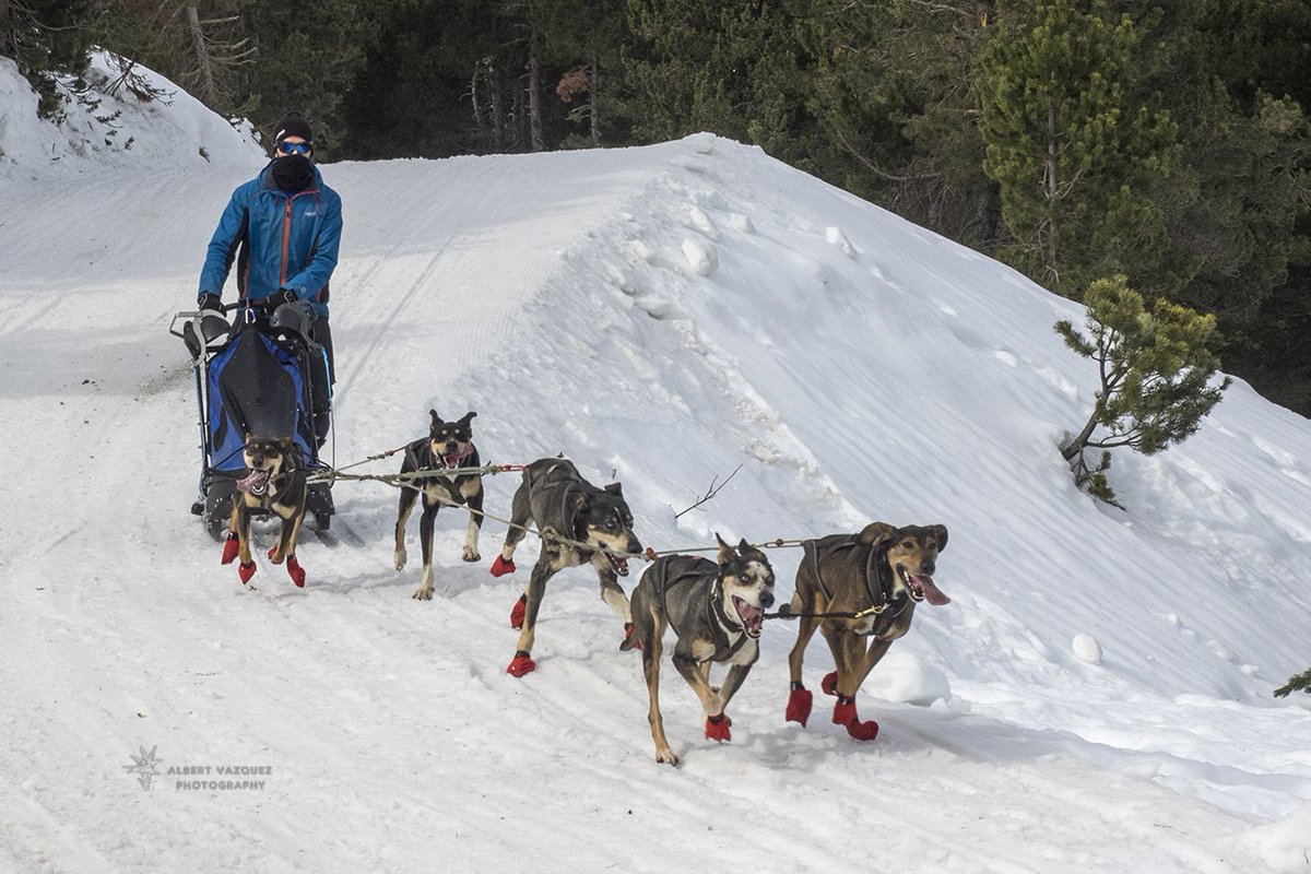 Cel_ennuvolat's tweet photo. #muixing #muixer #trineus #mushing #musher #Beret #Montgarri #Valdaran https://t.co/3UlX74l9uR