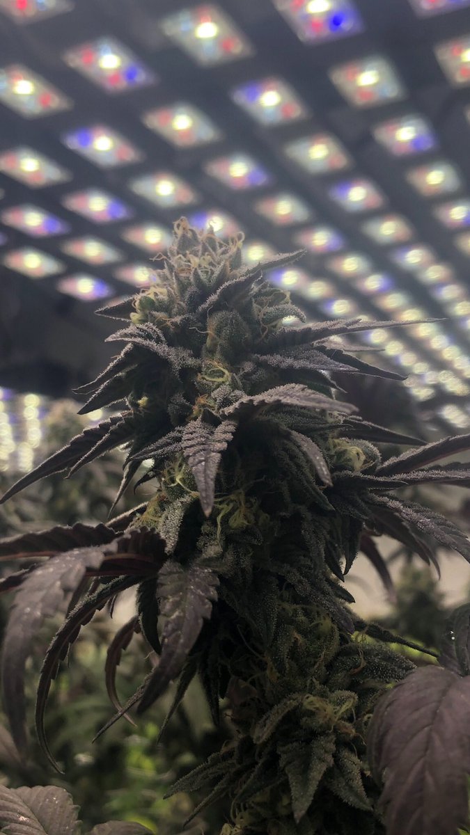 DavidLenigas's tweet photo. US #MedicalCannabis industry is now rushing for Generation Alpha’s new L9 720 LED lights.  ⁦@genalphainc⁩ $GNAL. A game changer for Generation Alpha. https://t.co/ZaO57K5zR3