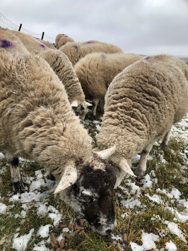 AmandaOwen8's tweet photo. Feeding sheep cake &amp; foddering hay.
A welcome sweet taste of Summertime. 🌾🌾🌾 🐑🐑 🐑 ❄️❄️❄️ https://t.co/Hrc3PDINJ4