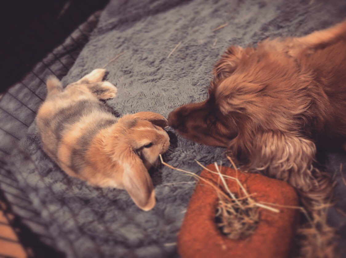 Alice Double tweet media