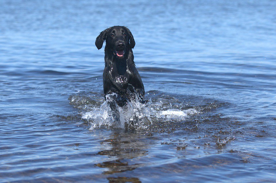 DogTrekker's tweet photo. Check out the early bird special at the very cool Wild Blue Dog Camp at Lake Tahoe: https://t.co/wAaDumcIk0 https://t.co/VR25KEPdW5