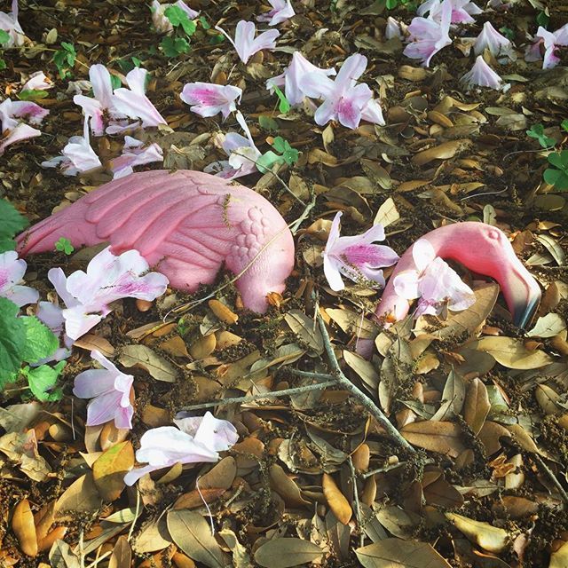 cindysnyderbook's tweet photo. Requiem for a flamingo. After the storm early yesterday, a lot of flowers and leaves came off the azalea and oak, creating a sorrowful tribute to the faded and broken pink plastic flamingo.
#ripflamingo #pinkplasticflamingo #flamingo #springinflorida #i… https://t.co/A9dJ4qCmas https://t.co/iY8DkCcmi8