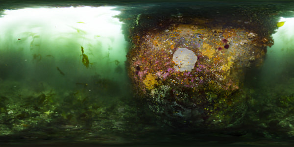 OlympicCoast's tweet photo. Come diving in Olympic Coast National Marine Sanctuary! #VirtualReality #VirtualDive https://t.co/AGVP4yYGK5