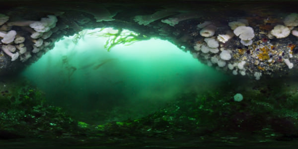 OlympicCoast's tweet photo. Come diving in Olympic Coast National Marine Sanctuary! #VirtualReality #VirtualDive https://t.co/AGVP4yYGK5