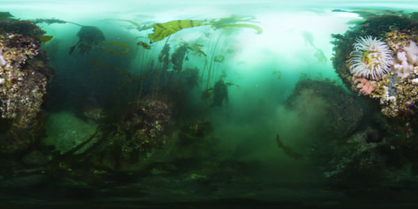OlympicCoast's tweet photo. Come diving in Olympic Coast National Marine Sanctuary! #VirtualReality #VirtualDive https://t.co/AGVP4yYGK5