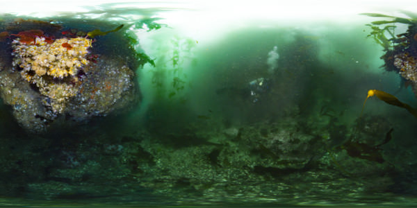 OlympicCoast's tweet photo. Come diving in Olympic Coast National Marine Sanctuary! #VirtualReality #VirtualDive https://t.co/AGVP4yYGK5
