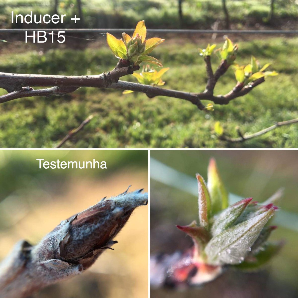 AsfertGlobalES tweet media