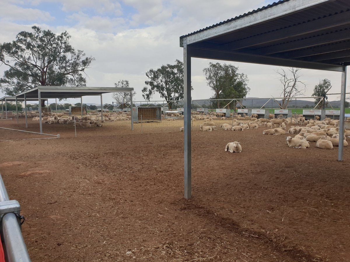 JeremyCrocker50's tweet photo. Learning a bit about feeding sheep for profit. #Boyd #coprice #feedingsheepforprofit #cowra https://t.co/mVYVWS6ADM