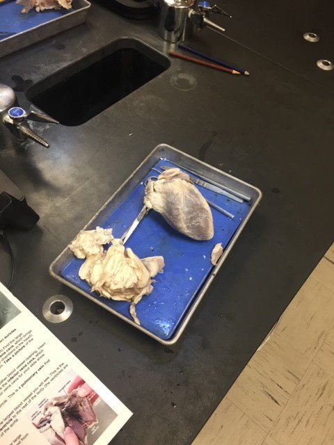 PaloDuroHS's tweet photo. A&amp;P classes dissecting hearts and documenting on chromebooks utilizing Aver Document Cameras. @AmarilloISD @ccki @Avermedia https://t.co/oSQAhdmfjZ