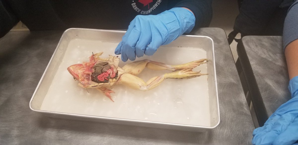 MsRomo307's tweet photo. Frog dissection part 2, the insides! #DissectionClub #TecVoc #TecVocScience @WISE_KidNetic https://t.co/Rt6pG1bTR9