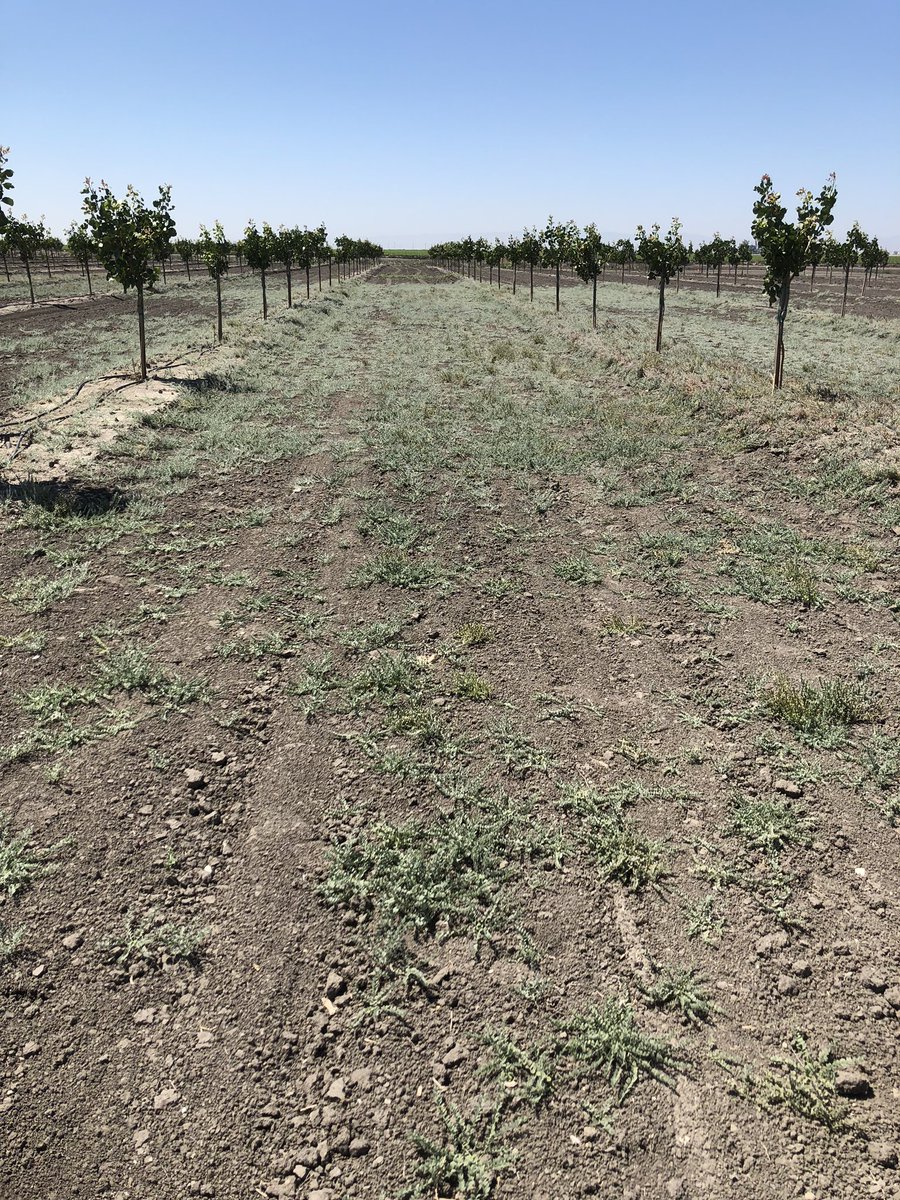 Hey SJV growers! Do you have alkali weed on your farm, in your orchard, or along your pasture? Please take this QUICK online survey and help a Fresno State student collect data for his MSc degree! Thanks! survey123.arcgis.com/share/1f4753ed…