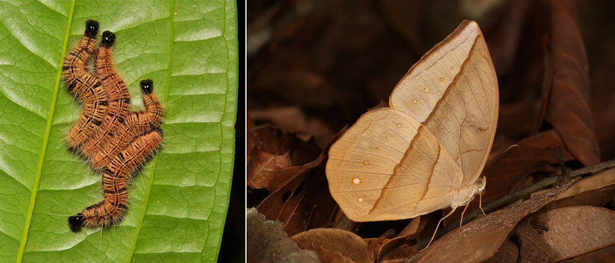  #METAMORPHOSIS - White Dryad (Aemona lena, Satyrinae, Nymphalidae) https://flic.kr/p/23VKe8H  #insect  #China  #Yunnan  #Lepidoptera  #entomology  #butterfly