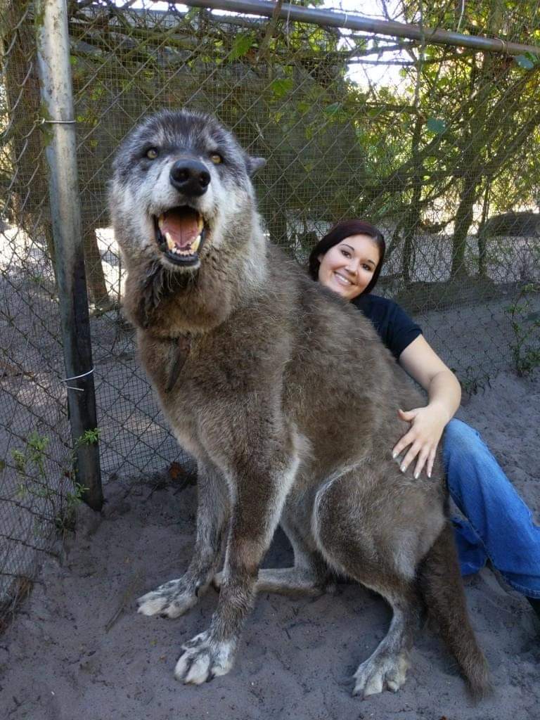 AJ+Español on Twitter: "Este perro lobo fue abandonado en un refugio para  ser sacrificado porque según su dueño "creció más de lo que esperaba". Pero  Yuki fue adoptado por un santuario donde