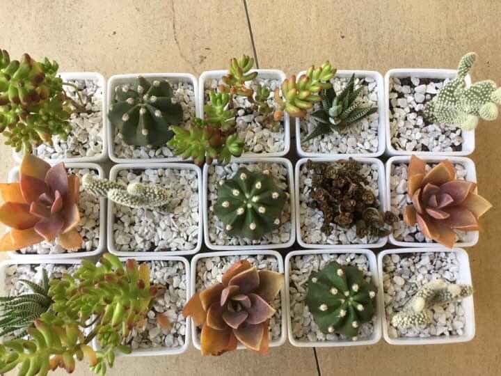 lilium_etc's tweet photo. Good morning guys! We are selling these cuties for only P120.00 each, and because it is the Senior High School week, Lilium is also giving you a special promo of 2 for P200.00! DM us or visit our booth in the Tan Yan Kee Car Park to get these elegant succulents! ❤️💐 https://t.co/bEA8FFDev5