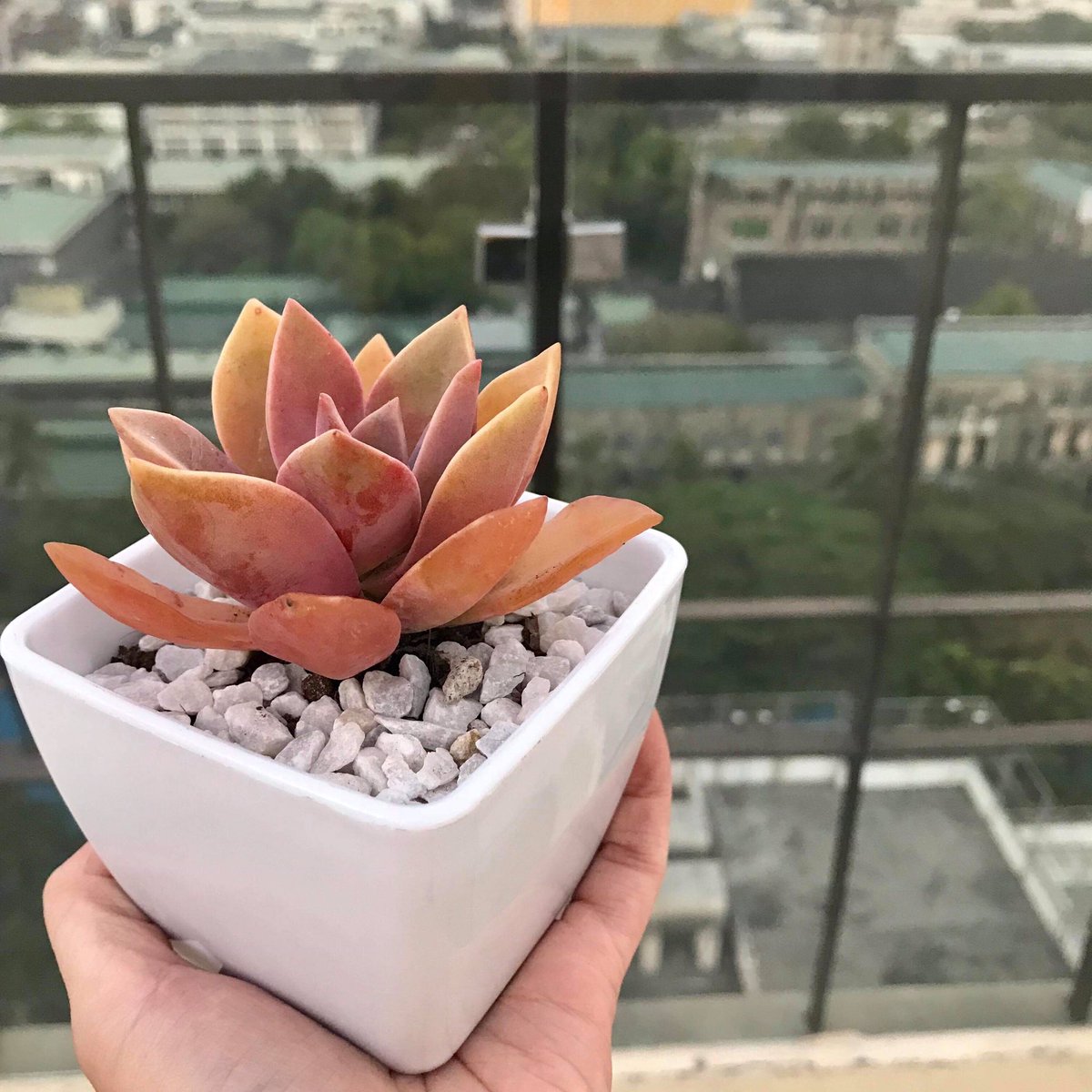 lilium_etc's tweet photo. Good morning guys! We are selling these cuties for only P120.00 each, and because it is the Senior High School week, Lilium is also giving you a special promo of 2 for P200.00! DM us or visit our booth in the Tan Yan Kee Car Park to get these elegant succulents! ❤️💐 https://t.co/bEA8FFDev5